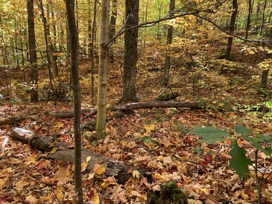 Algonquin Provincial Park by null