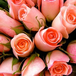 Johnsons The Florist of Coventry
