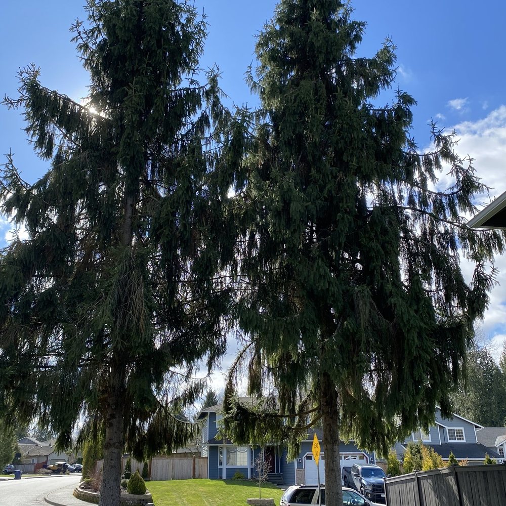 Grandview Tree Removal - Tree Services Near Me - Arlington, Washington