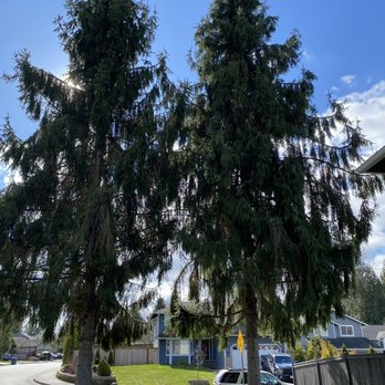 Grandview Tree Removal - Tree Services Near Me - Arlington, Washington Grandview Tree Removal - Tree Services Near Me - Arlington, Washington