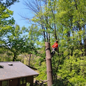 E&D Tree Services - Tree Services Near Me - Philadelphia, Pennsylvania E&D Tree Services - Tree Services Near Me - Philadelphia, Pennsylvania