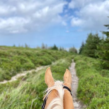 Paddocks Riding Centre - Horseback Riding Near Me - Sandyford, D Paddocks Riding Centre - Horseback Riding Near Me - Sandyford, D