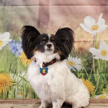 Tiffany'S Dog & Cat Grooming: Ultimate Pet Pampering