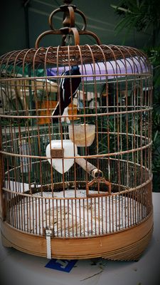 Yuen Po Street Bird Garden by null