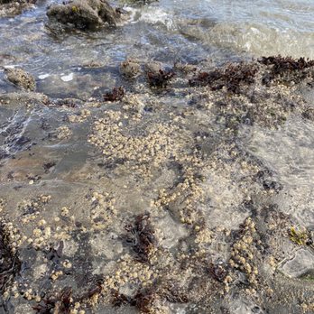 Moss Landing State Beach - Look at all them barnacles! - Beaches Near Me Moss Landing State Beach - Look at all them barnacles! - Beaches Near Me