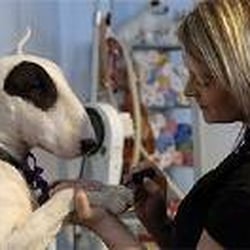 Glamour Pooch - evening news article