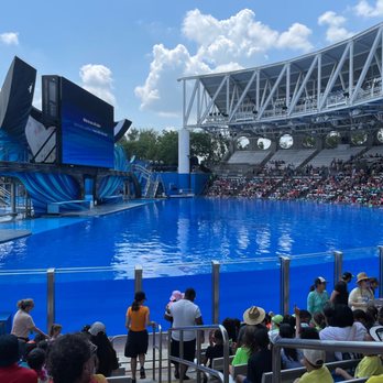Orca Encounter - Whale Watching Tours Near Me - Orlando, Florida