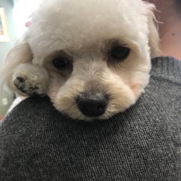 After her haircut in September. Sooo Cute, but still a bit stressed. After her haircut in September. Sooo Cute, but still a bit stressed.