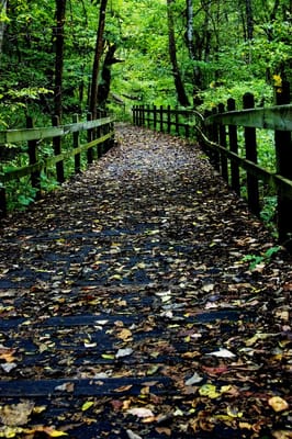 Rock Bridge Memorial State Park by null