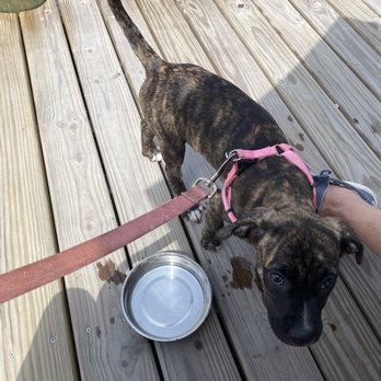 Tide Tables - Our pup - Seafood Near Me - Cortez, Florida Tide Tables - Our pup - Seafood Near Me - Cortez, Florida
