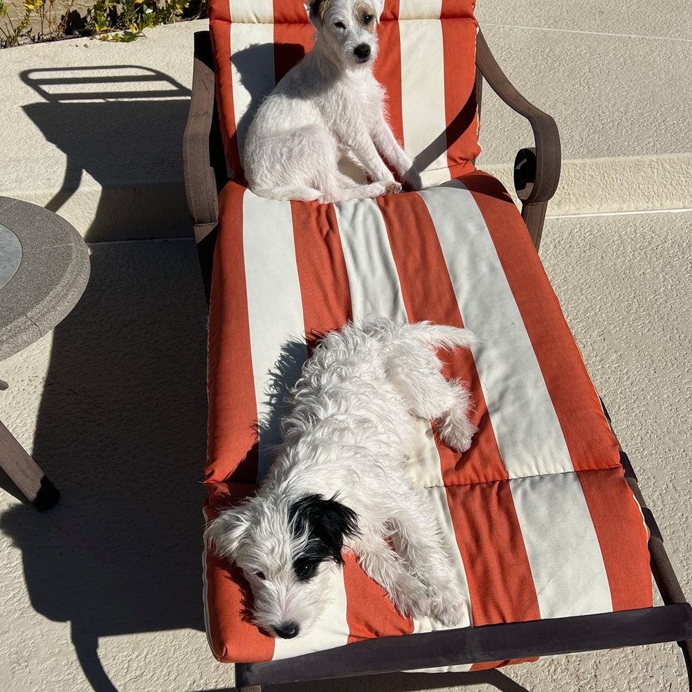 Topaz Veterinary Clinic - Petey and Darla, age six months, post-pool safety lessons - Veterinarians Near Me - Tempe, Arizona Topaz Veterinary Clinic - Petey and Darla, age six months, post-pool safety lessons - Veterinarians Near Me - Tempe, Arizona