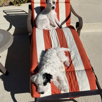 Topaz Veterinary Clinic - Petey and Darla, age six months, post-pool safety lessons - Veterinarians Near Me - Tempe, Arizona