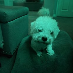 Bubbles Pet Spa