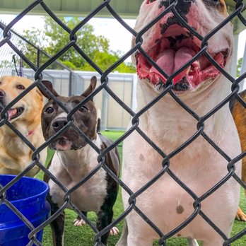PetSuites Winter Springs - Blu during playtime - Pet Boarding Near Me - Oviedo, Florida