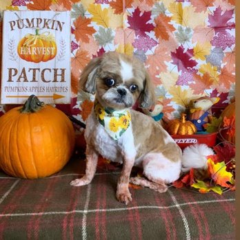 Pro Pet Club - Pet Groomers Near Me - La Habra, California
