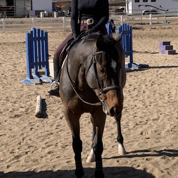 CJ Ranches - One of our baby tbs - Horseback Riding Near Me - Ramona, California CJ Ranches - One of our baby tbs - Horseback Riding Near Me - Ramona, California
