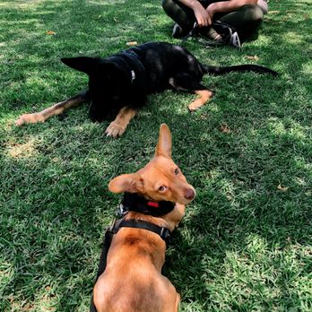 Clickstart Dog Training Academy - Pixel on her socialization schooling session with Cassie, making friends and building confidence! - Pet Training Near Me - Lake Forest, California Clickstart Dog Training Academy - Pixel on her socialization schooling session with Cassie, making friends and building confidence! - Pet Training Near Me - Lake Forest, California