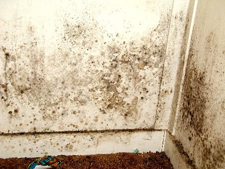 Mold Pro of Idaho - mold inspector in Idaho Falls, ID