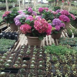 Ortega Nursery - Beautiful and healthy plants can be found at Ortega's Nursery