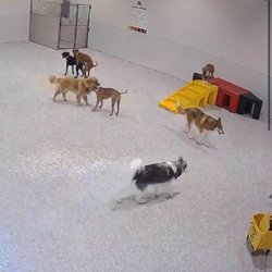 The Dog Stop - Mundelein - A dog being mounted