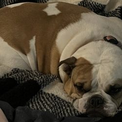 Backyard Pet Boutique & Nutrition Center