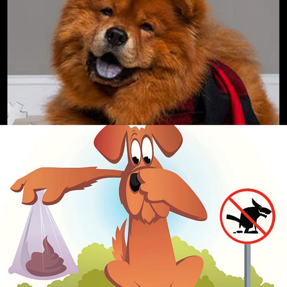 POOP B GONE Lakehurst, New Jersey Pet Waste Removal Phone Number