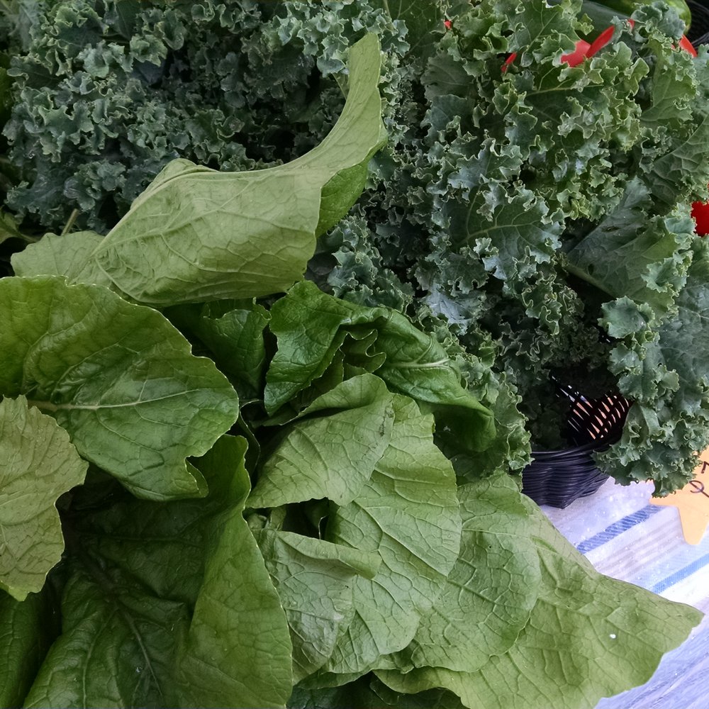 Canton Farmer's Market - Aren't they beautiful! They look like edible plants. - Farmers Market Near Me - Canton, Ohio Canton Farmer's Market - Aren't they beautiful! They look like edible plants. - Farmers Market Near Me - Canton, Ohio