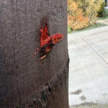 La Costa Tree Service & Maintenance - Gaff spike damage. - Landscaping Near Me La Costa Tree Service & Maintenance - Gaff spike damage. - Landscaping Near Me