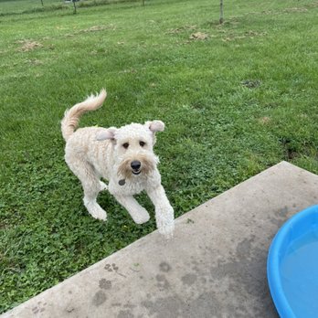 Countryside kennels - So happy! - Pet Boarding Near Me - Farmington, Missouri Countryside kennels - So happy! - Pet Boarding Near Me - Farmington, Missouri