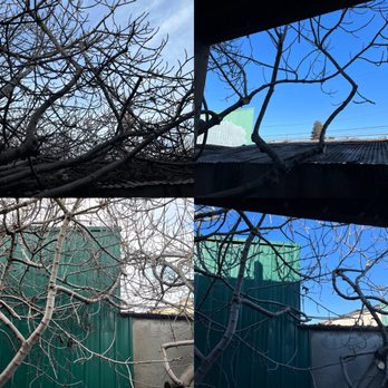 Arborist Now - Before & After - Tree Services Near Me - San Francisco, California Arborist Now - Before & After - Tree Services Near Me - San Francisco, California