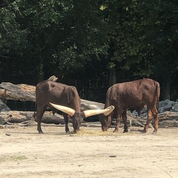 Virginia Zoo - Zoos Near Me - Norfolk, Virginia Virginia Zoo - Zoos Near Me - Norfolk, Virginia