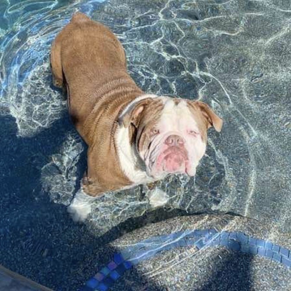 Matthews Pool Service - Pool Cleaners Near Me Matthews Pool Service - Pool Cleaners Near Me