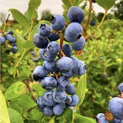 Klug’s Blueberry Farm - Blueberries