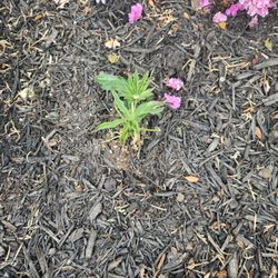Sposato Landscape - Lupin you planted
