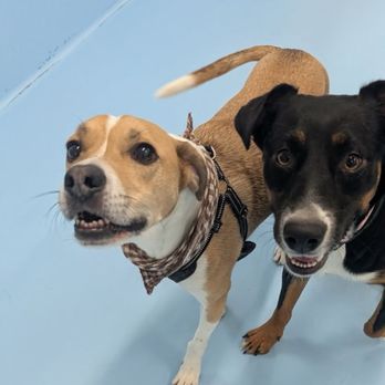 Biscuits & Bath - Financial District - Pet Boarding Near Me - New York, New York