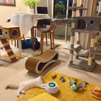AdorableDolls Ragdolls - Pet Breeders Near Me AdorableDolls Ragdolls - Pet Breeders Near Me
