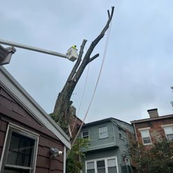 Hernandez Tree Service