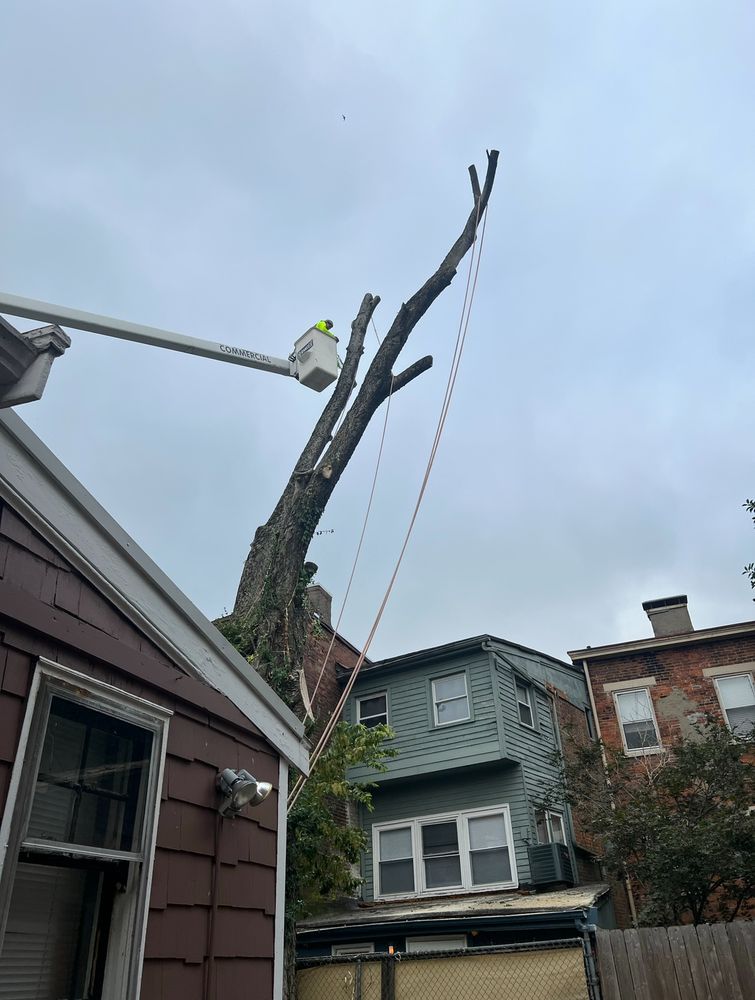 Hernandez Tree Service - tree service in Cincinnati, OH