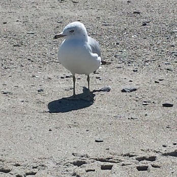 Hampton Beach State Park - Made a friend who was stalking for food - Parks Near Me - Hampton, New Hampshire Hampton Beach State Park - Made a friend who was stalking for food - Parks Near Me - Hampton, New Hampshire
