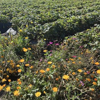 Underwood Farm Market - Flowers next to the strawberry plants - Fruits & Veggies Near Me - Somis, California Underwood Farm Market - Flowers next to the strawberry plants - Fruits & Veggies Near Me - Somis, California