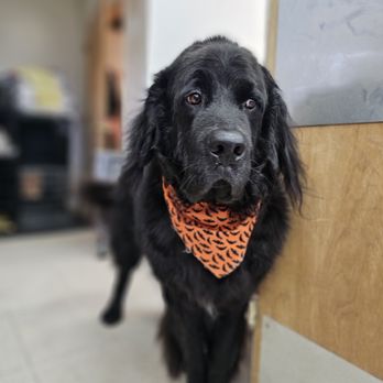 Pretty Pups Grooming - Pet Groomers Near Me - Mooresville, North Carolina Pretty Pups Grooming - Pet Groomers Near Me - Mooresville, North Carolina