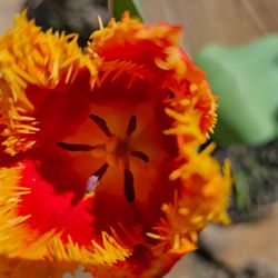 Sturgis Botanical Landscaping
