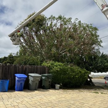 JJ Tree service - Tree Services Near Me
