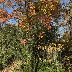Thielke Arboretum Glen Rock, NJ