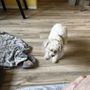 Photo of Pet Smiles General Veterinary Dentistry