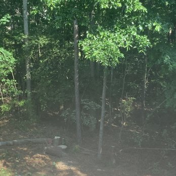 Quality Tree Surgeons - a view of a wooded area - Tree Services Near Me Quality Tree Surgeons - a view of a wooded area - Tree Services Near Me