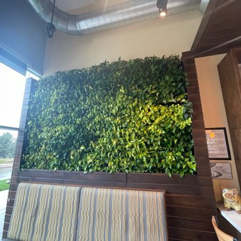 Urban Egg - Belleview - Wall of pothos - Breakfast & Brunch Near Me - Denver, Colorado Urban Egg - Belleview - Wall of pothos - Breakfast & Brunch Near Me - Denver, Colorado