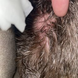 Fort Worth Animal Emergency Hospital