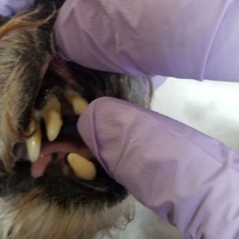 The Mobile Vet ... Dr. Bashara - Loose teeth removed gently while she was safely under anesthesia in our own home. - Veterinarians Near Me