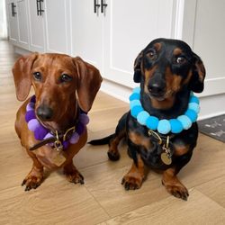 Organic Paws Pet Services - My two pups after getting groomed by Brie! Thank you Brie!!!